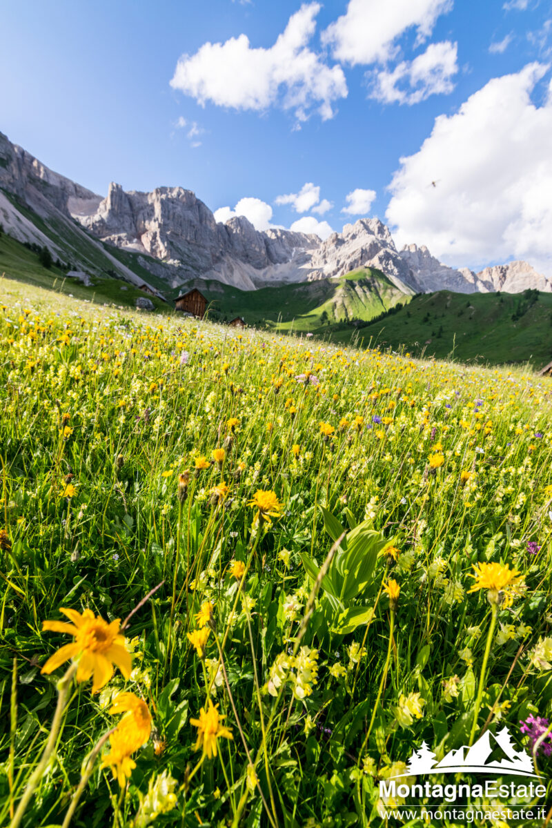 Arnica e Fiori di Montagna al Fuciade