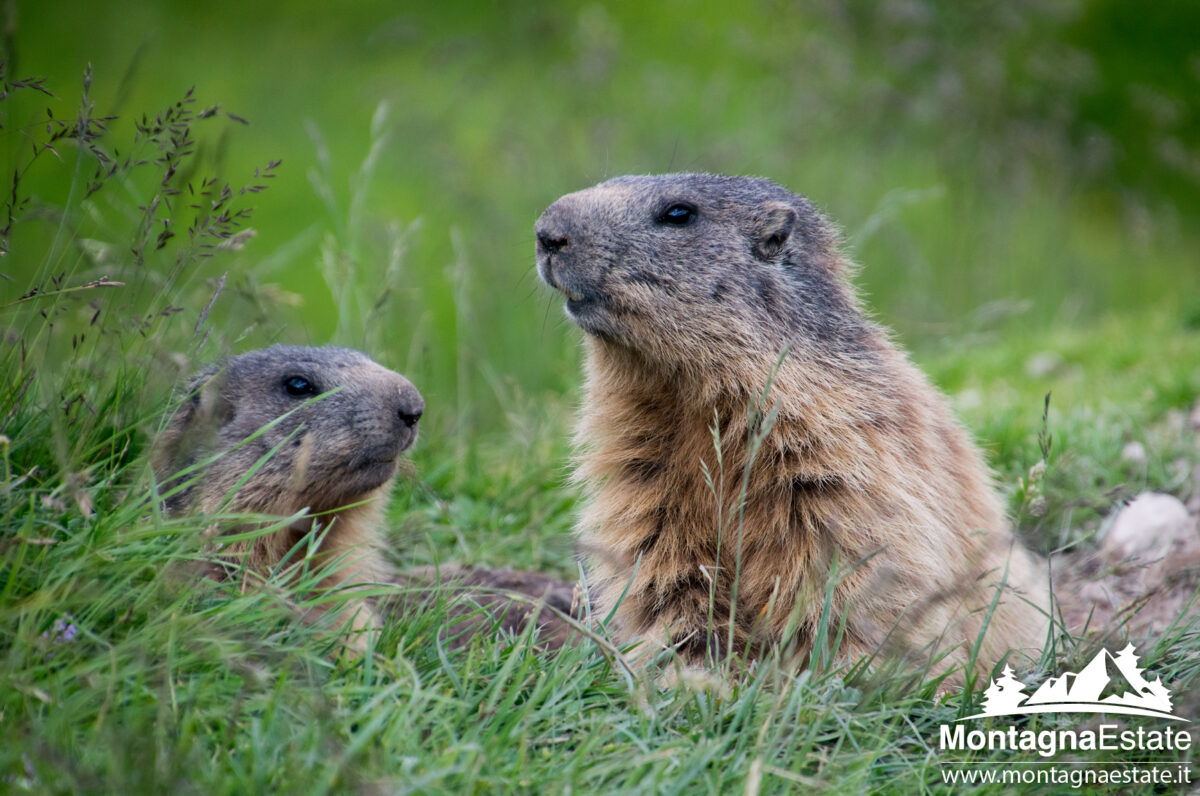 Marmotte del Fuciade (3)