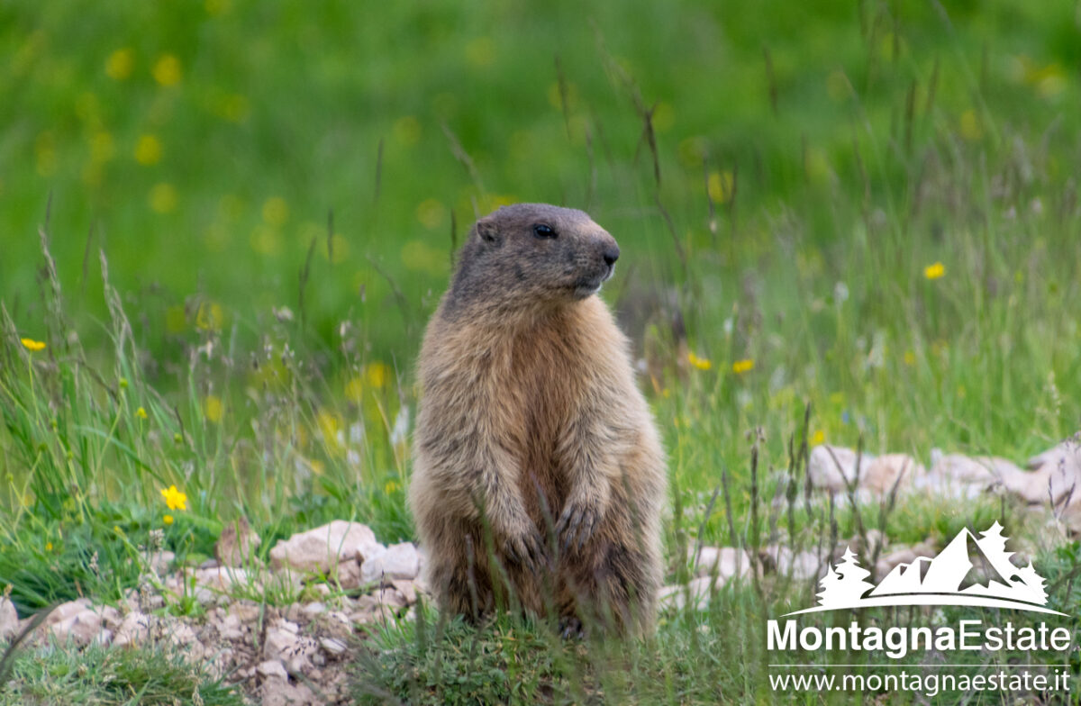 Marmotte del Fuciade (5)