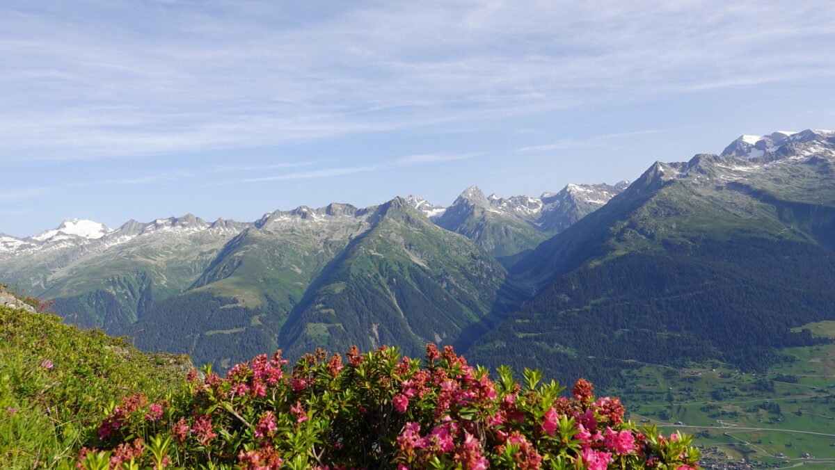 fiori alpini e paesaggio di montagna Disentis Sedrun